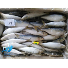 low price ocean seafoods light cought sardine fish